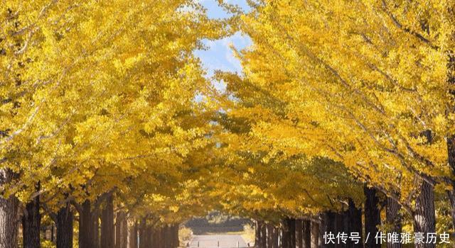  [镇宅]农村四大镇宅之树是什么种在哪个位置可以旺宅