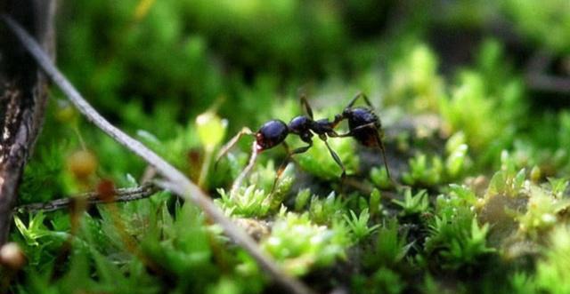 上亿用户在蚂蚁森林种树，马云做了件好事，现沙漠变成什么样了？