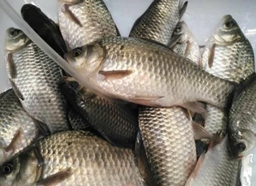  [钓友]早春野钓到底是饵料配方，还是钓饵状态重要？老钓友告诉你答案