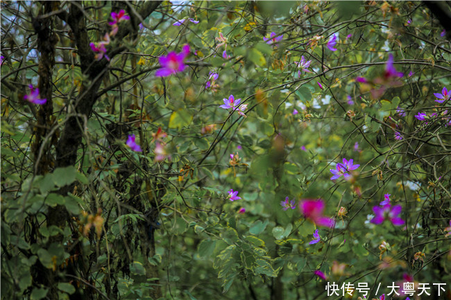 佛山南丹山宫粉紫荆绽放，满树和娇烂漫红，万枝丹彩灼春融