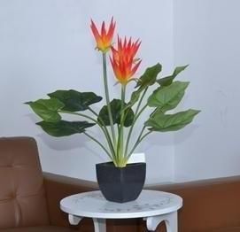  植物@客厅绿植摆放有讲究！两摆，一不摆，装潢华丽，格调提升