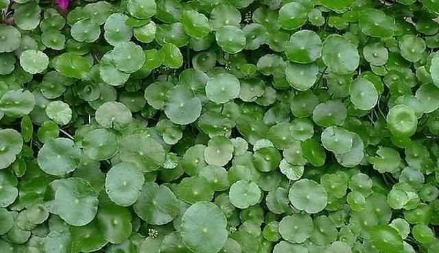  邻居■神奇！邻居送了一棵苗，随手种在花园，长疯了！