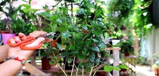 『枝繁叶茂』夏天养茉莉,耍点“小手腕”,枝繁叶茂,开花多好几倍