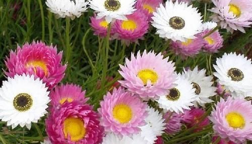  『著特点』带你认识“8种菊花”，个个花期多变，美丽好养，您都见过吗
