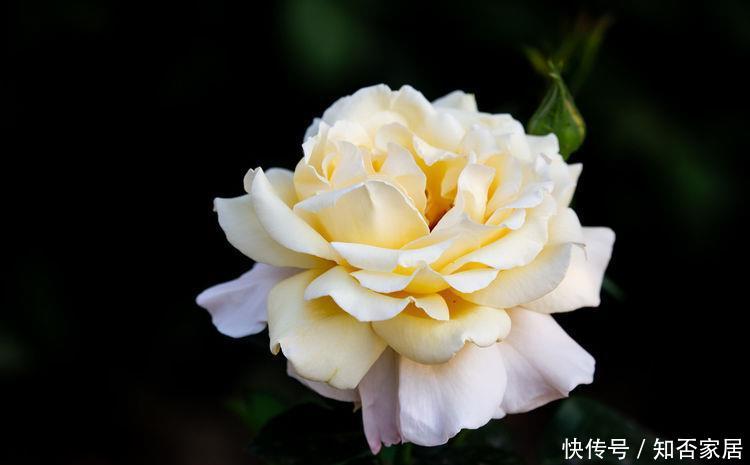 『越养越』5种花养在卧室,净化空气助睡眠,满屋都飘香,越养越喜欢