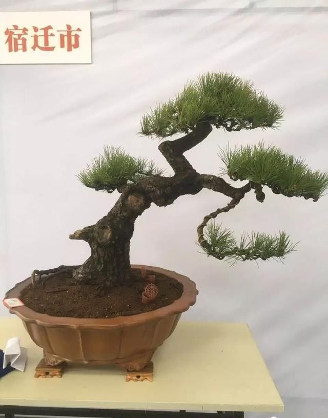 中国?新沂第二届精品盆景展回顾