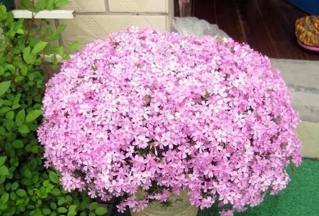  『排水良好』人老了，在家养盆寿星花，好看又有益于健康，增福添寿又旺人