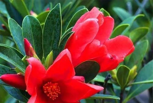  『把握』四季杜鹃开花有诀窍，把握3个“小细节”，1年开花365天