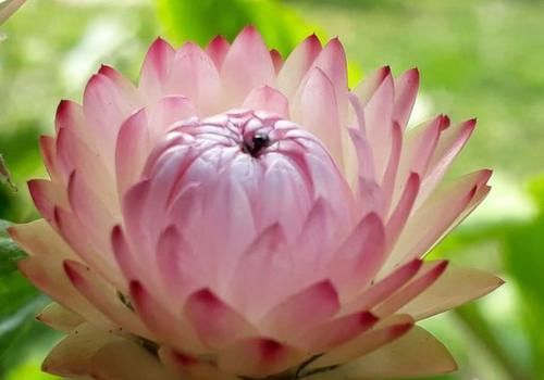  『喜欢』喜欢菊花，推荐养盆“菊中精品”鳞托菊，似鱼儿遨游，淡雅高贵！