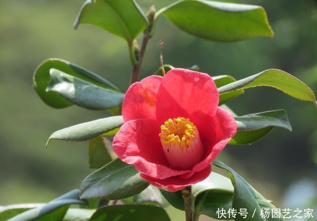  #新芽#“山茶花”嫁接，注重几个技巧和方法，成活高生长快新芽蹭蹭长