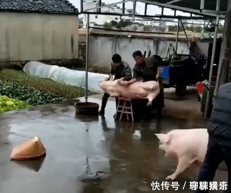 男子准备杀猪，刚把猪按在凳上，却蹿出另一头猪，结果让人太意外