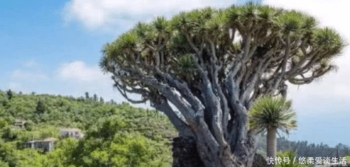世界最珍贵10棵树 四棵在中国价值无法估量, 1棵是李世民栽种
