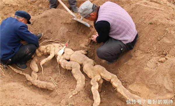 河南一老农荒地里掏出大怪物，妻子看到后当场吓回家