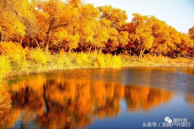 有一种美叫做额济纳的秋，有种等待叫做三千年的胡杨林