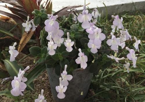  「海豚」它被称为“海豚花”，1盆开花“50朵”，花朵紫色，比太阳花美！