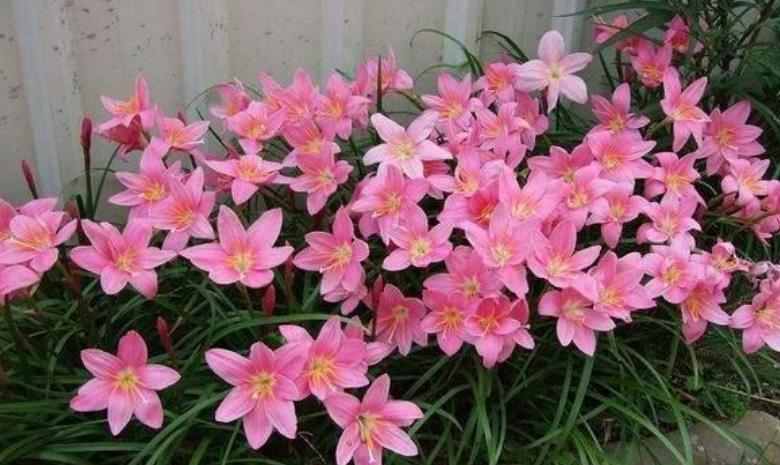  『光照』养花就养这花，好看又好养，花期还特长，一开就是一大盆！