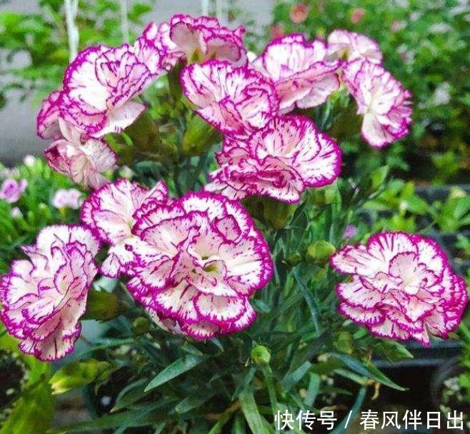 『妖娆』在家中养护花卉,就选择花色梦幻的花卉,妖娆优雅,非常的漂亮