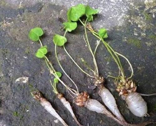 种植物■1种草有“小白根”,被称为“三叶酸”,农地里见到别挖,价值高