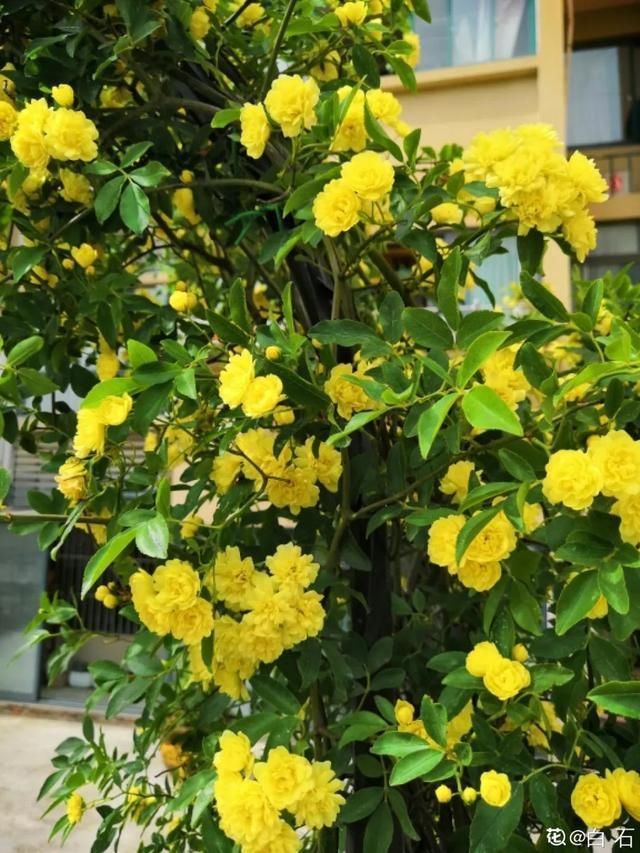  开出漂亮■阳春三月，出门踏青，原来有这么多漂亮花！