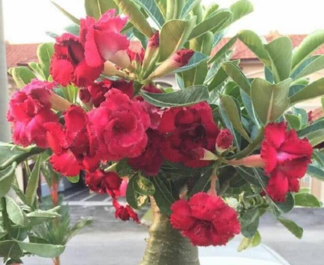 耐热:1种玫瑰花,被评为“中国最美花树”,耐旱耐热特好养,四季开花
