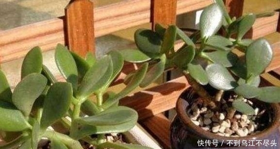 「早日」如何扦插花草能早日生根发芽?自制2种生根水,经济实用效果