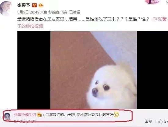 双喜临门：领证后张馨予确认怀孕，送走爱犬安心养胎，坐实传言