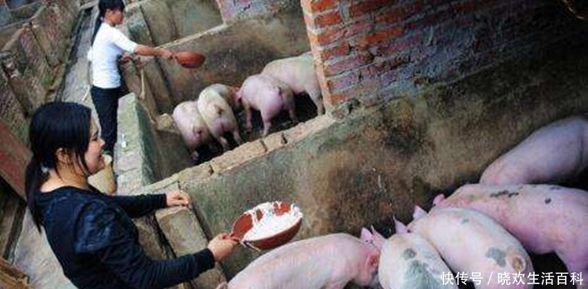  猪瘟：养猪业碰上“倒春寒”，多省猪价连日下降，猪瘟问题又现