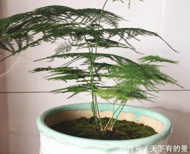 得摸|文竹不能总“苦养”,这4个“窍门”得摸通,才能绿油油、叶不黄