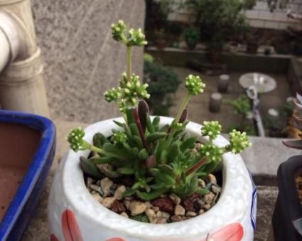 『品种』养植物就选此5款，品种不寻常，养护却倍加省心，观赏价值高