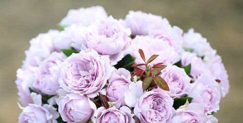  『高度』此花，在同一高度同时破裂的效果是一片非常漂亮的花海。