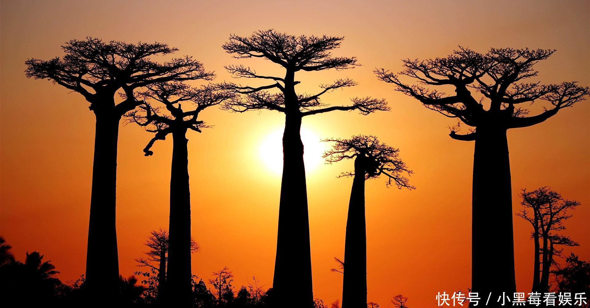 第一个见到太阳的国家：不仅有全球最强壮的男人，还有结面包的树