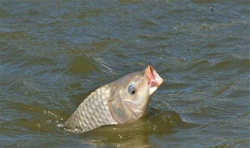 『反倒』老婆不让去钓鱼,男子反倒提了一个要求,网友:钓鱼人真机智