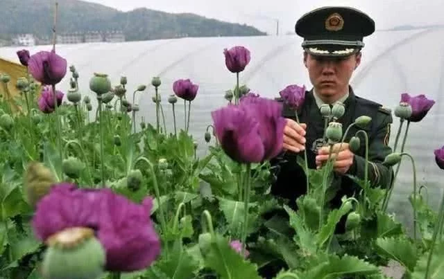 6park Com 中国唯一合法种植罂粟的基地 高压电网阻隔 武警24小时看守