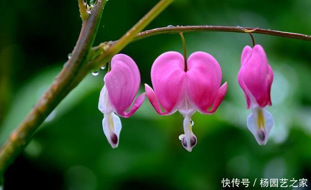  【漂亮】3种花适合家养，开花漂亮花香四溢，家里养一盆，四季都赏花不断