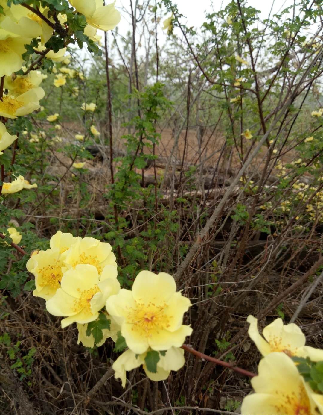 农民工回家收拾门前杂草，在外辛苦打工半年一场空