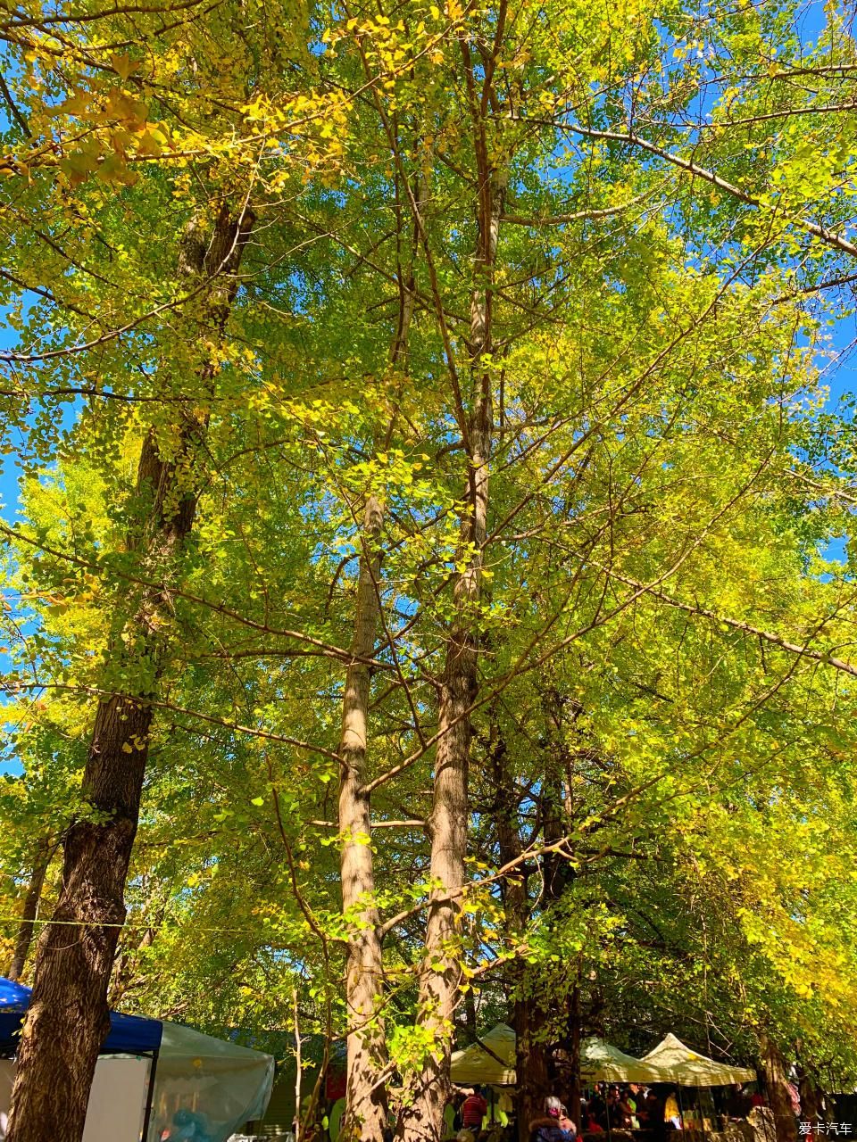 固东银杏村的黄色攻略