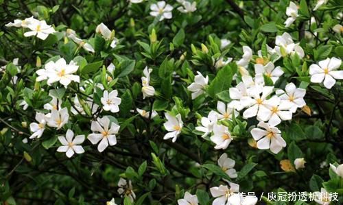  [栀子花]最厉害的养花营养液：给栀子花喝一勺，叶片翠绿，花开满枝头！