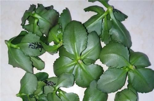  「路边」路边挖点沙子，刚好用来扦插长寿花，省钱还好用！