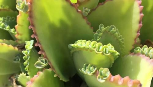  铺土：这些叶子肥厚的多肉植物可以直接扦插繁殖，叶片铺土面上就行了