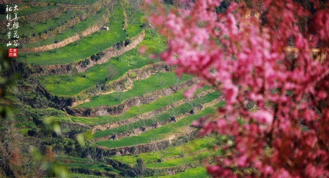 大美无量丨樱花谷的樱花又开了，未来20天，赏花正当时