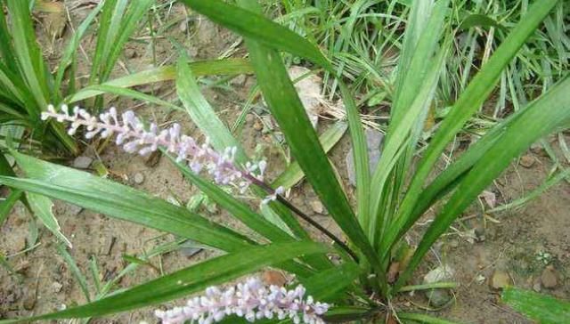  践踏@绿化带中的它原来浑身是宝，见到别践踏，20元一斤供不应求