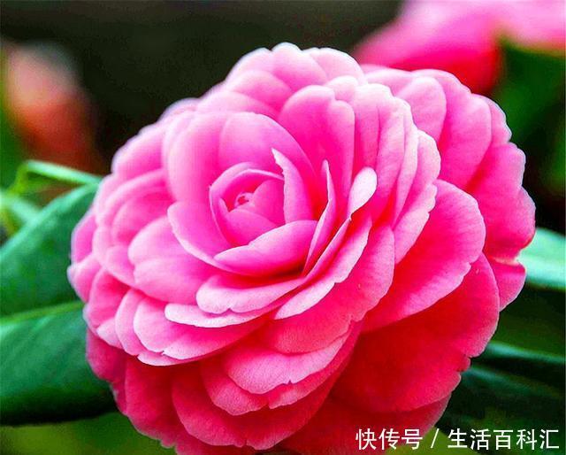 增加光照|家庭养茶花,花后早做3件事,新芽多花量足,开花又大又香