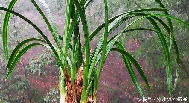 『串串』兰花换盆如果发现这些串串,不要手软,赶快剪切下来!