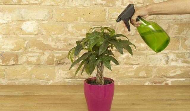  多朋友：植物生长浇水必不可少！你真的会浇水吗，这其中门道可多了