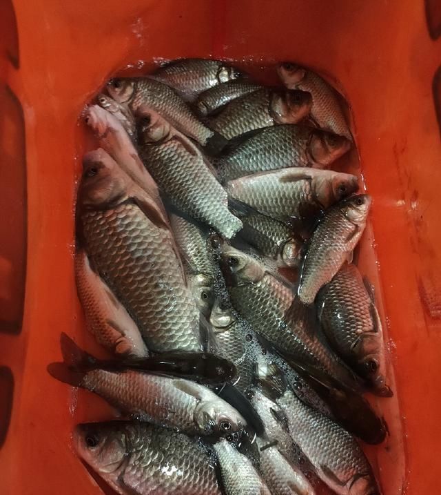  聚鱼|钓鱼记录，深水点 隔夜窝，聚鱼成群大板小爆