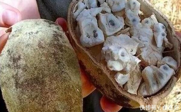 非洲■非洲“生命之树”,每年都救活无数人,果实味道堪比面包!