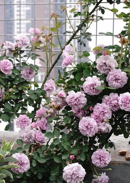  『漂亮』这些花朵超好养，养护简单又漂亮，花开多又香，新手也能养爆盆