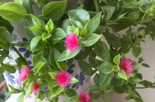  #很漂亮#3种花养在阳台上，不仅开花很漂亮，而且还能吃，谁养谁喜欢