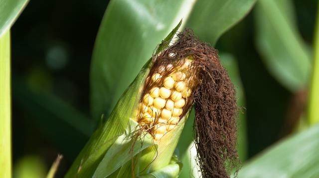  [提高]利用新技术提高玉米种植效率对策