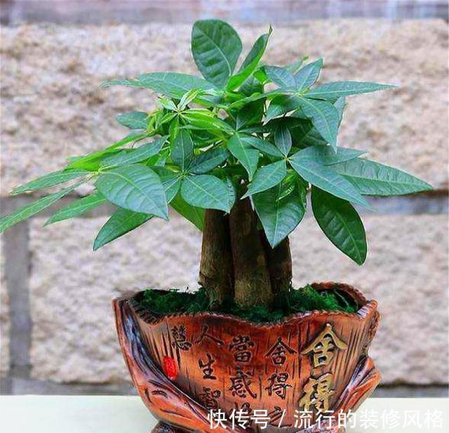  叶片翠绿■发财树有“3怕”，难怪叶子发黄长得慢，学会了新叶新芽蹭蹭长